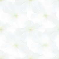 Gạch Prime 60x60 12032