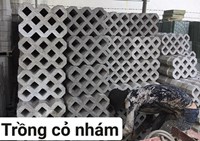 Gạch trồng cỏ 8 lỗ nhám